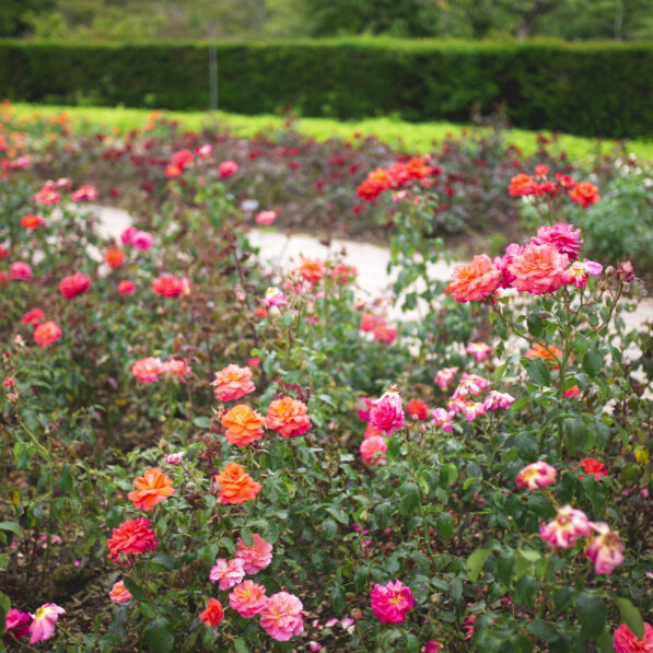 Stykke på en mark fuld af lyserøde og røde blomster