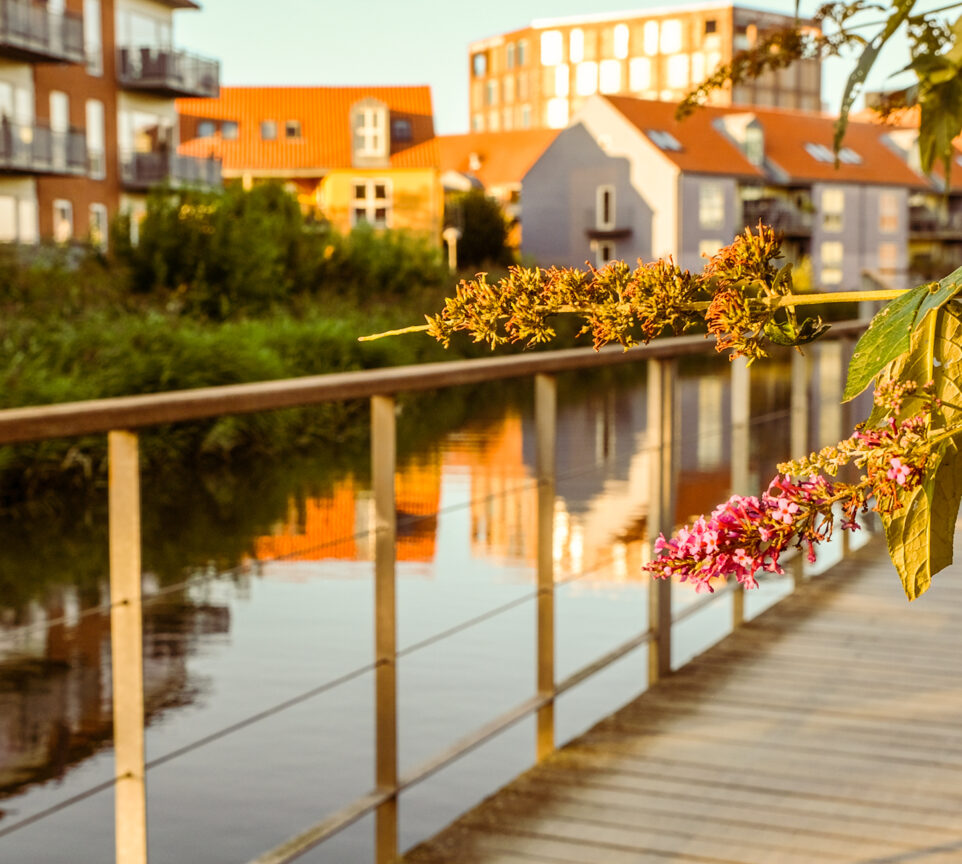 På billedet fremgår en gangsti ved Kolding Å med boliger og solnedgang i baggrunden.